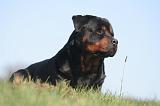 ROTTWEILER 593